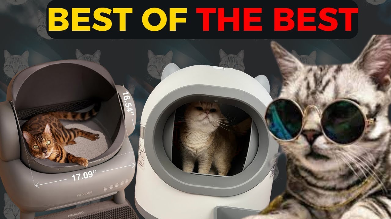 2024’s Best Self Cleaning Cat Litter Boxes | The Future of Cat Care