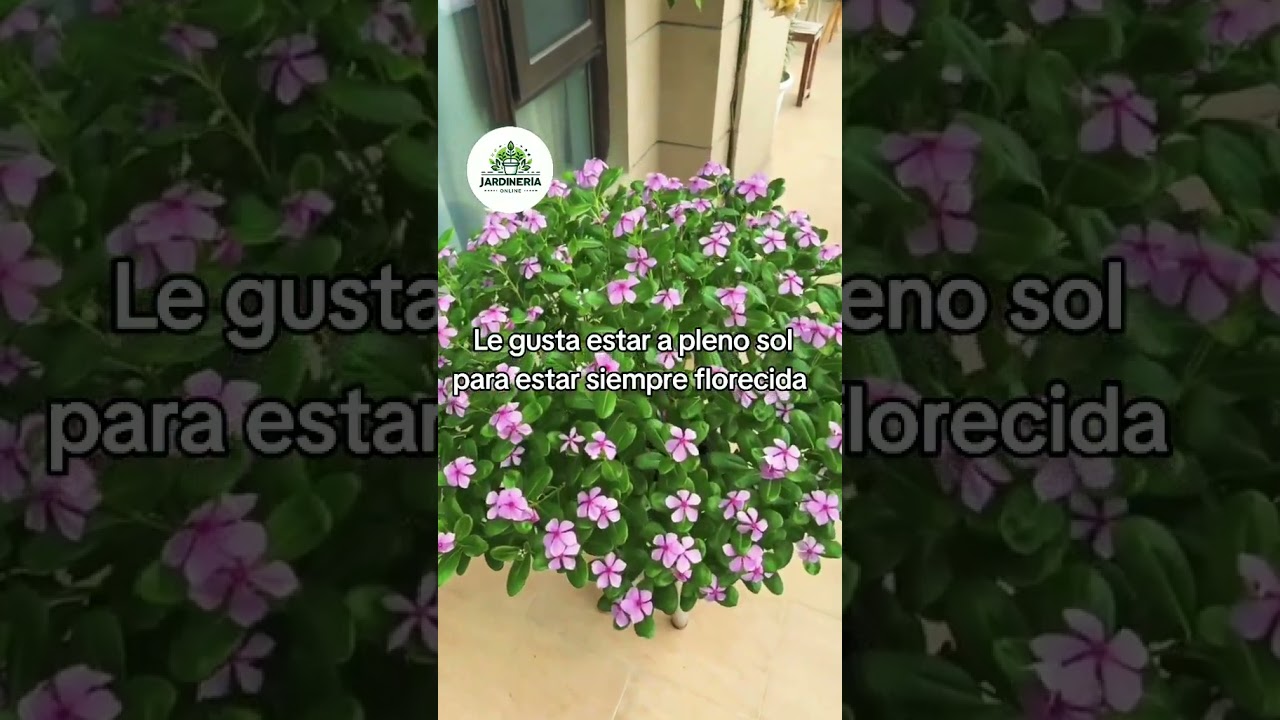La vinca, no puede faltar en tu jard&iacute;n  #plantas #jardines #jardin #jardineriaypaisajismo