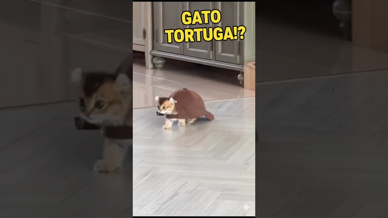 &iexcl;Incre&iacute;ble! El gato tortuga que conquist&oacute; internet