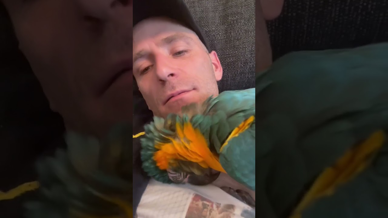 blue throated macaw cuddles