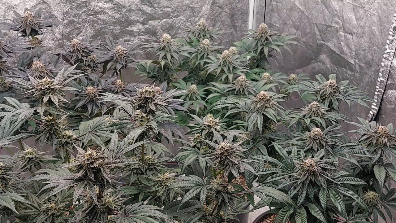 Cannabis LED Grow-Day 45 Flower Ethos Genetics