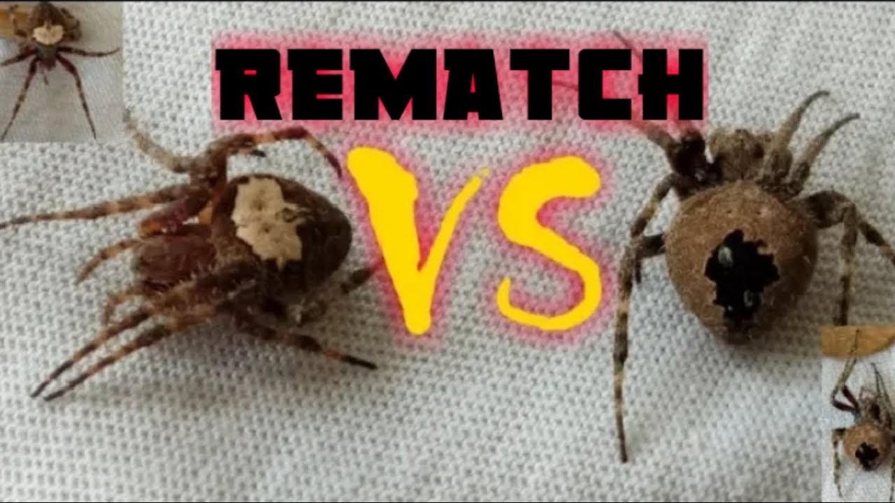 Tala VS pekemon - REMATCH - PART2