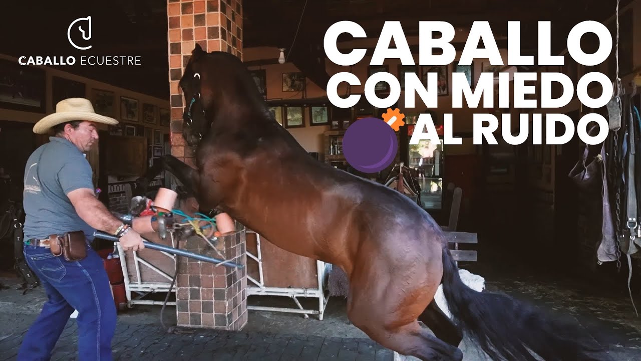 🐴☠️ Caballo con MIEDO  al ruido - Episodio 1