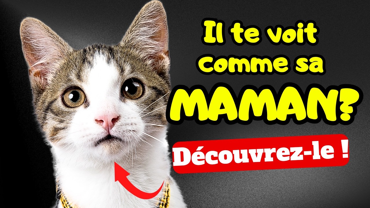 7 signes que ton chat t’aime comme sa maman !