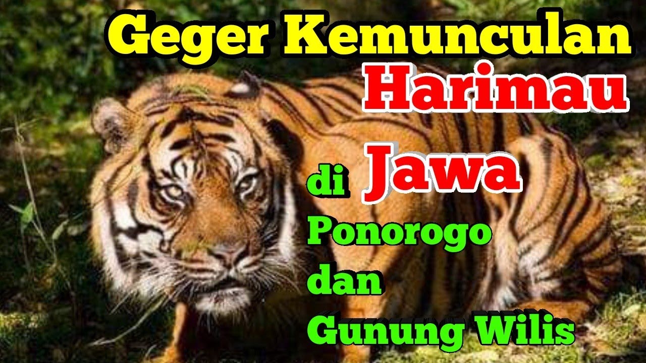 GEGER MUNCULNYA HARIMAU JAWA di Ponorogo dan Kaki Gunung Wilis