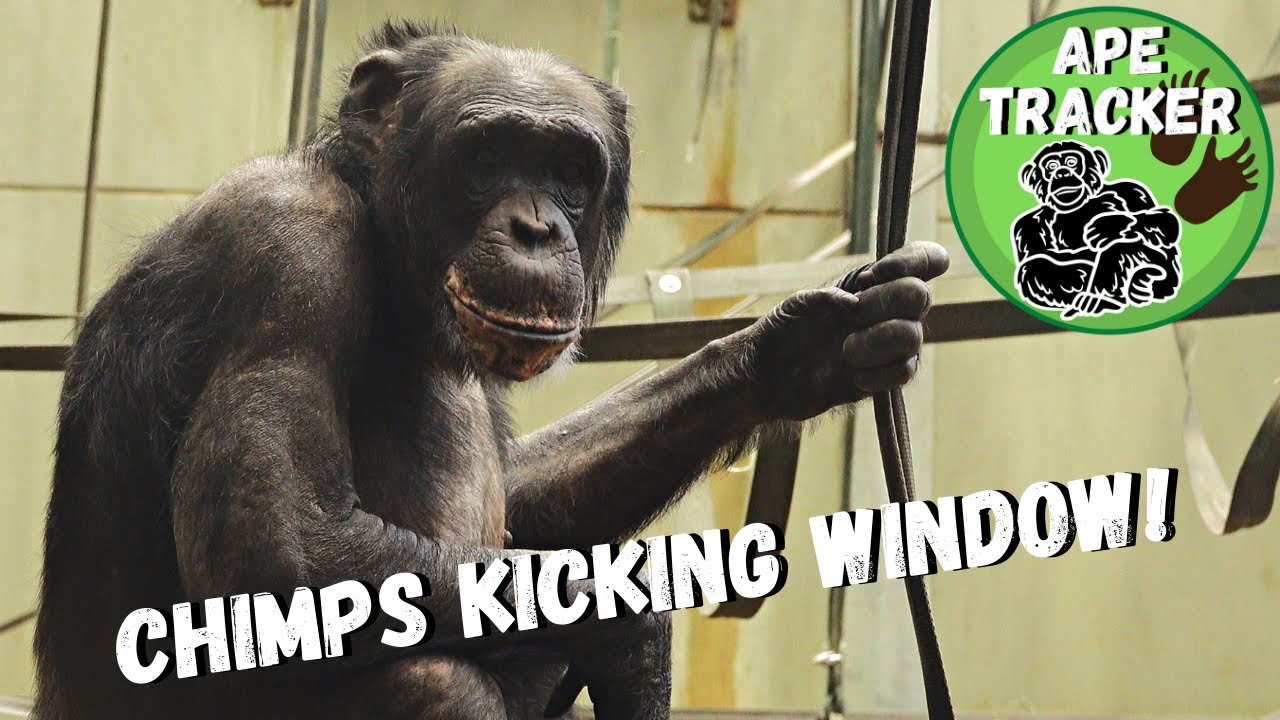 Chimp Kicks Window At Twycross Zoo