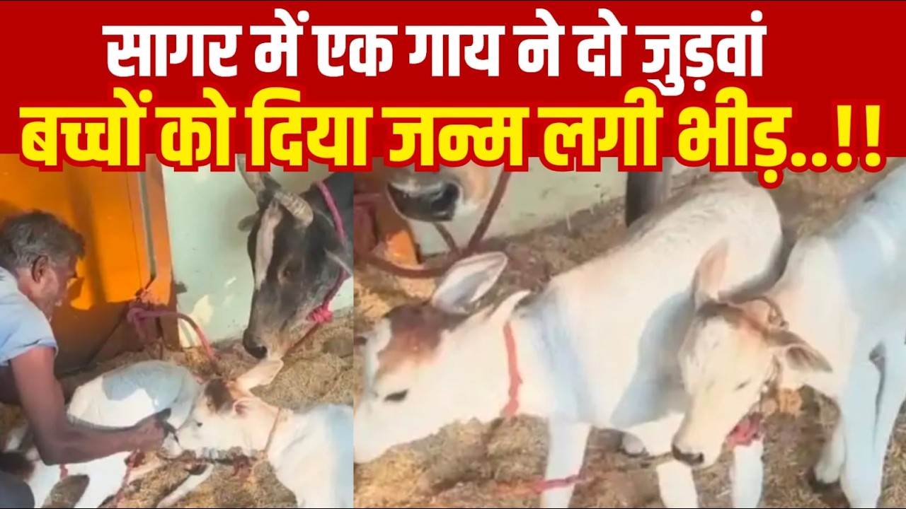 सागर में एक गाय ने दो जुड़वां बच्चों को दिया जन्म लगी भीड़||SAGAR EXPRESS||