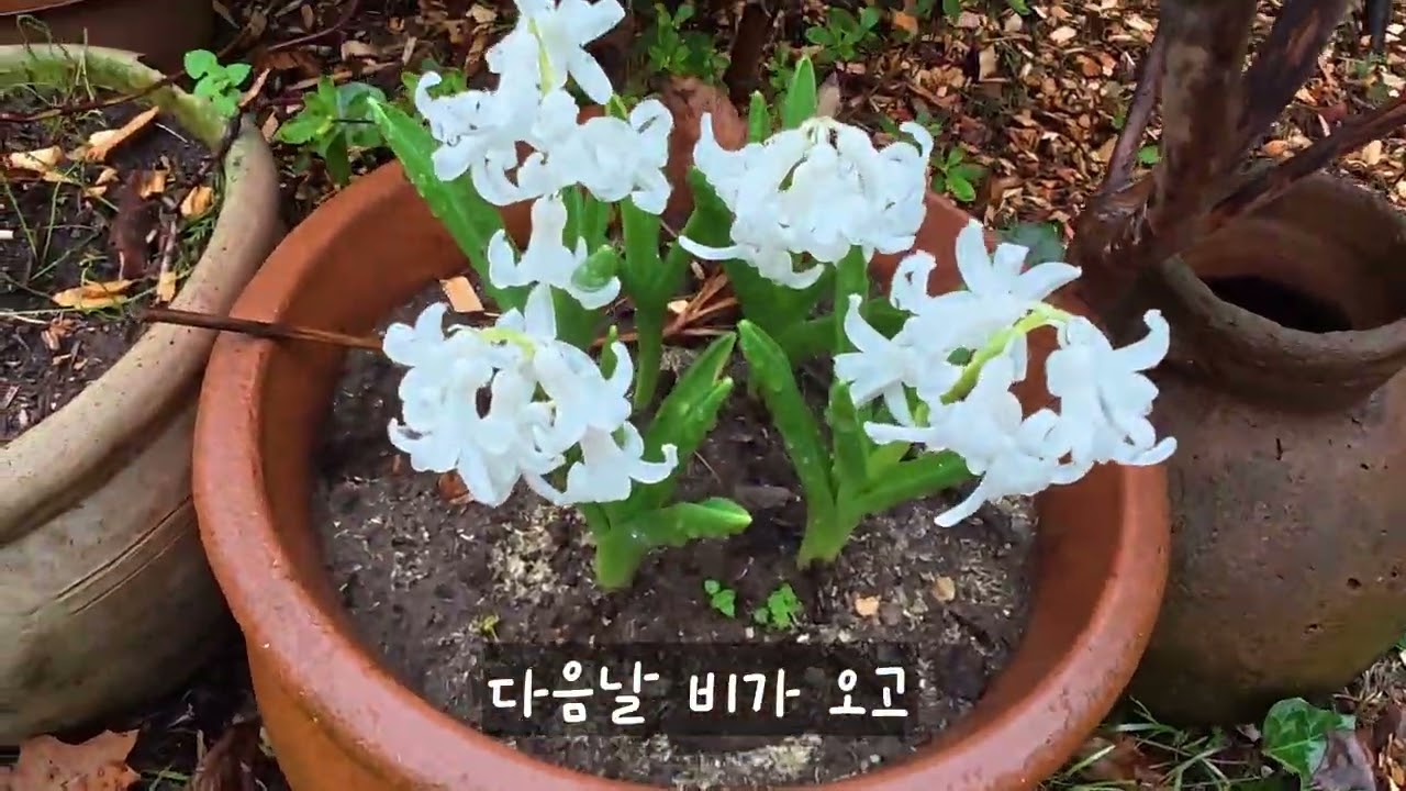 Wood chips 우드칩 깔기, 정원노동의 보람.#simplelife #diygarden #gardening 