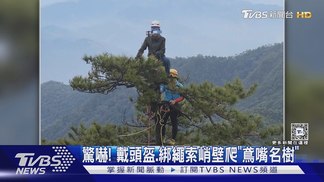 驚嚇! 戴頭盔.綁繩索峭壁爬「鳶嘴名樹」｜TVBS新聞 @TVBSNEWS01