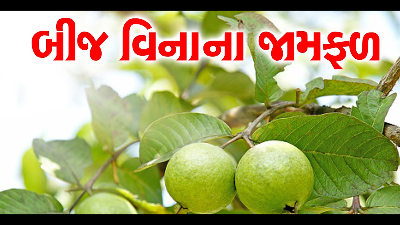 બીજ વિનાના જામફળની #પ્રાકૃતિક ખેતી | Surat | Farmer Pradip Patel | #Natural_Farming