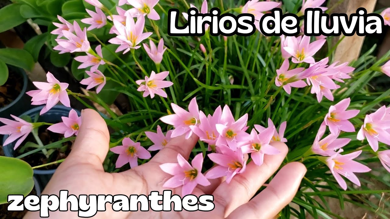 El secreto de los lirios de lluvia/ zephyrantes