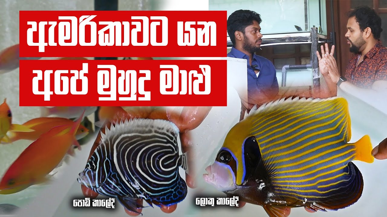Amazing Sea Fish  - පිටරට ගිහින් ජොබ් නැතුව ඉන්න අයට ඩොලර් හොයන්න අලුත් විදියක්