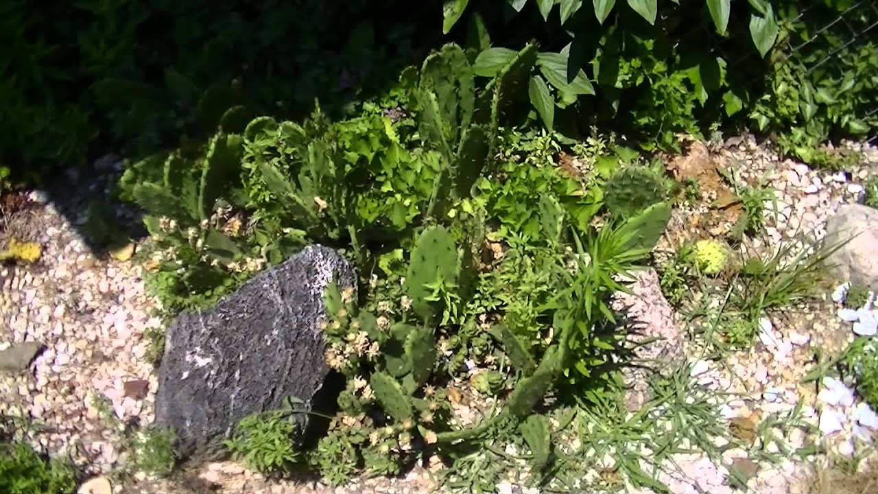 Northern Illinois cold hardy cactus garden (Opuntia humifusa and others)