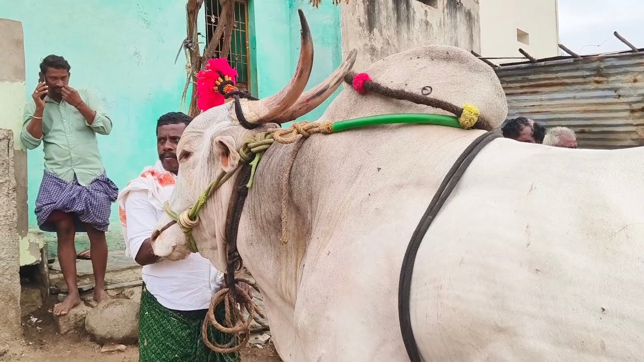 ఏమ్మిగనూరు సంతలో//Potlapadu dhaniyal gaari Khilari Bull price_Yemmiganur Market video's 