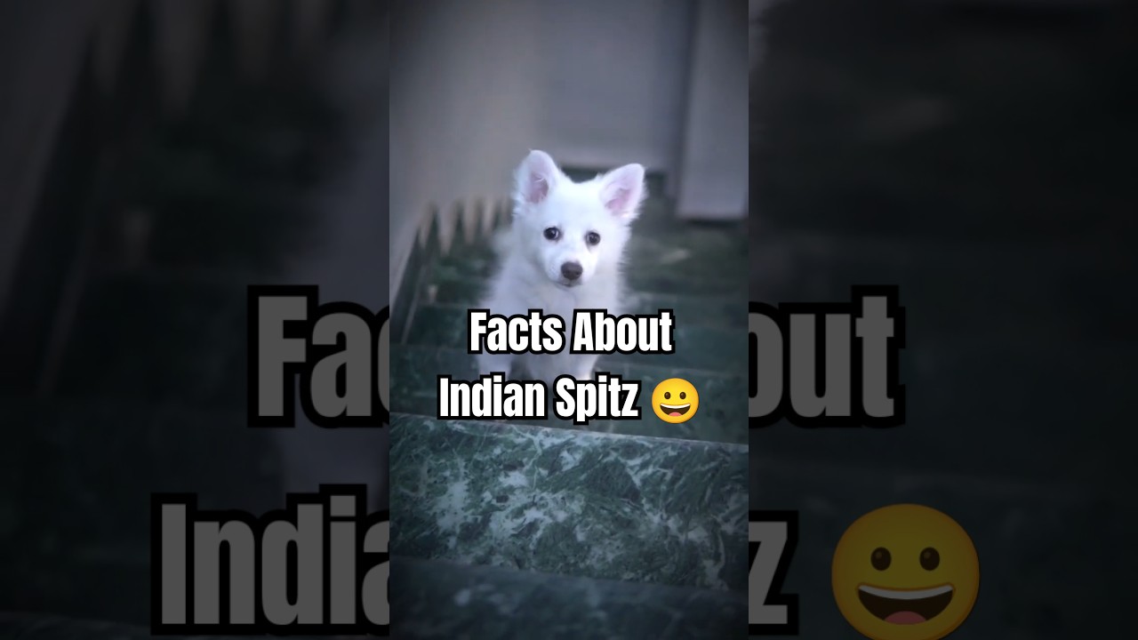 Facts About Indian Spitz 