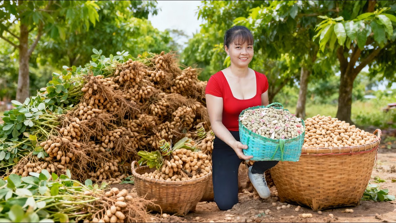 TIMELAPSE -- Harvest Unique Red Peanuts from the Villagers, Go to Market Sell | Tiểu Vy Single Mom