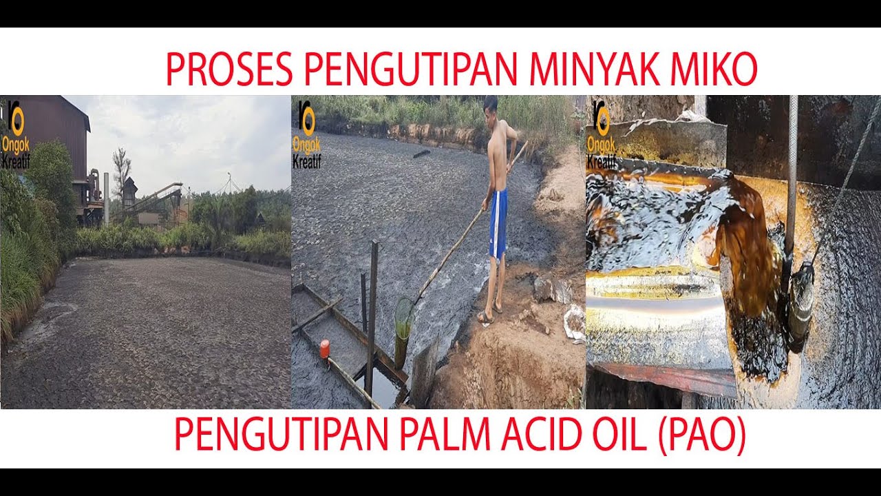 PEROSES PENGUTIPAN MINYAK MIKO DI PABRIK KELAPA SAWIT