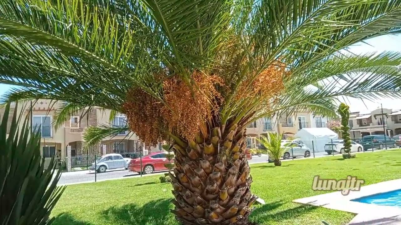 Palmera Datilera