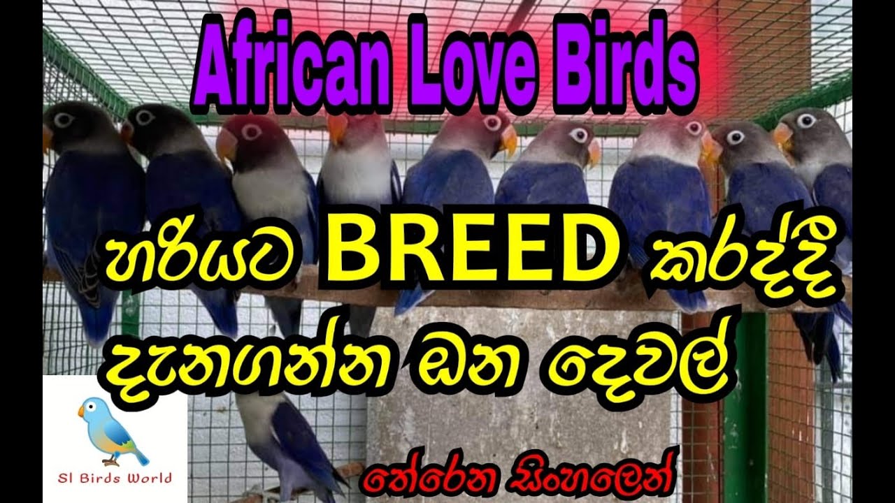 Things you should know before you breed African Love birds | Sl Birds World | African Love Birds |