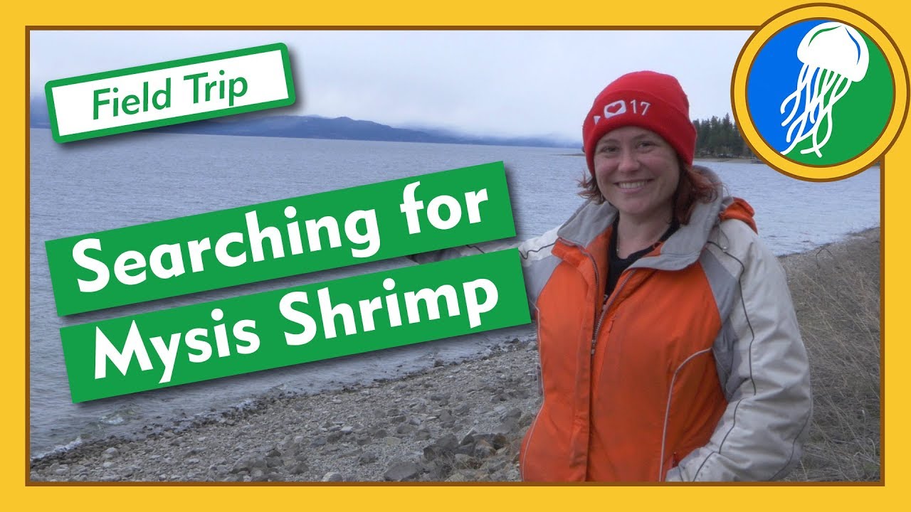 Searching for Mysis Shrimp - Field Trip