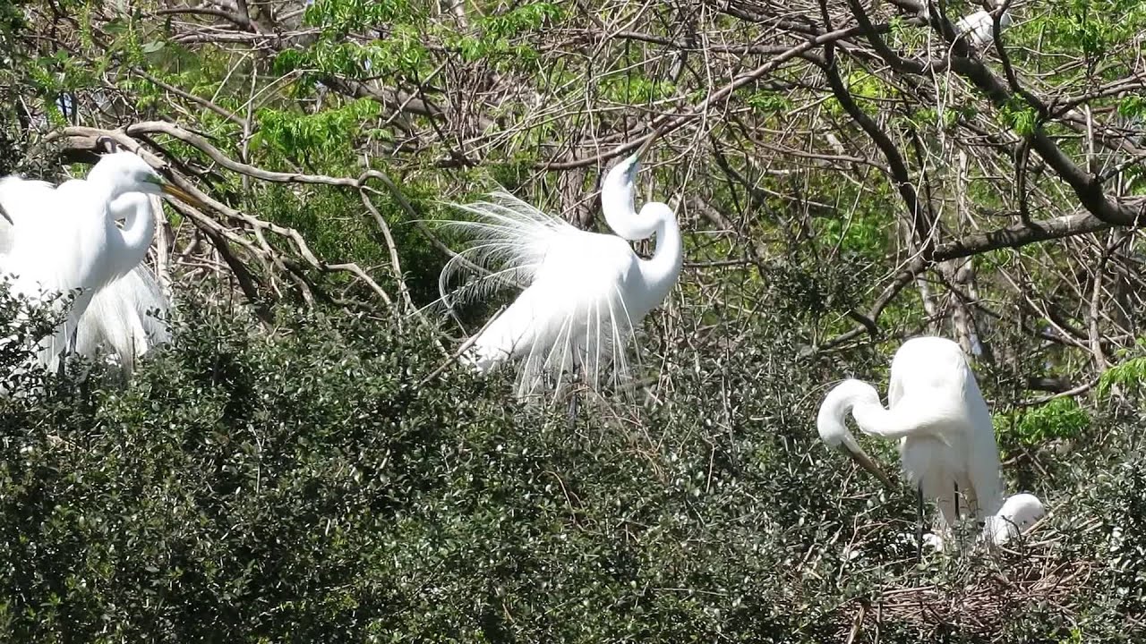 Great White Egret Mating Dance