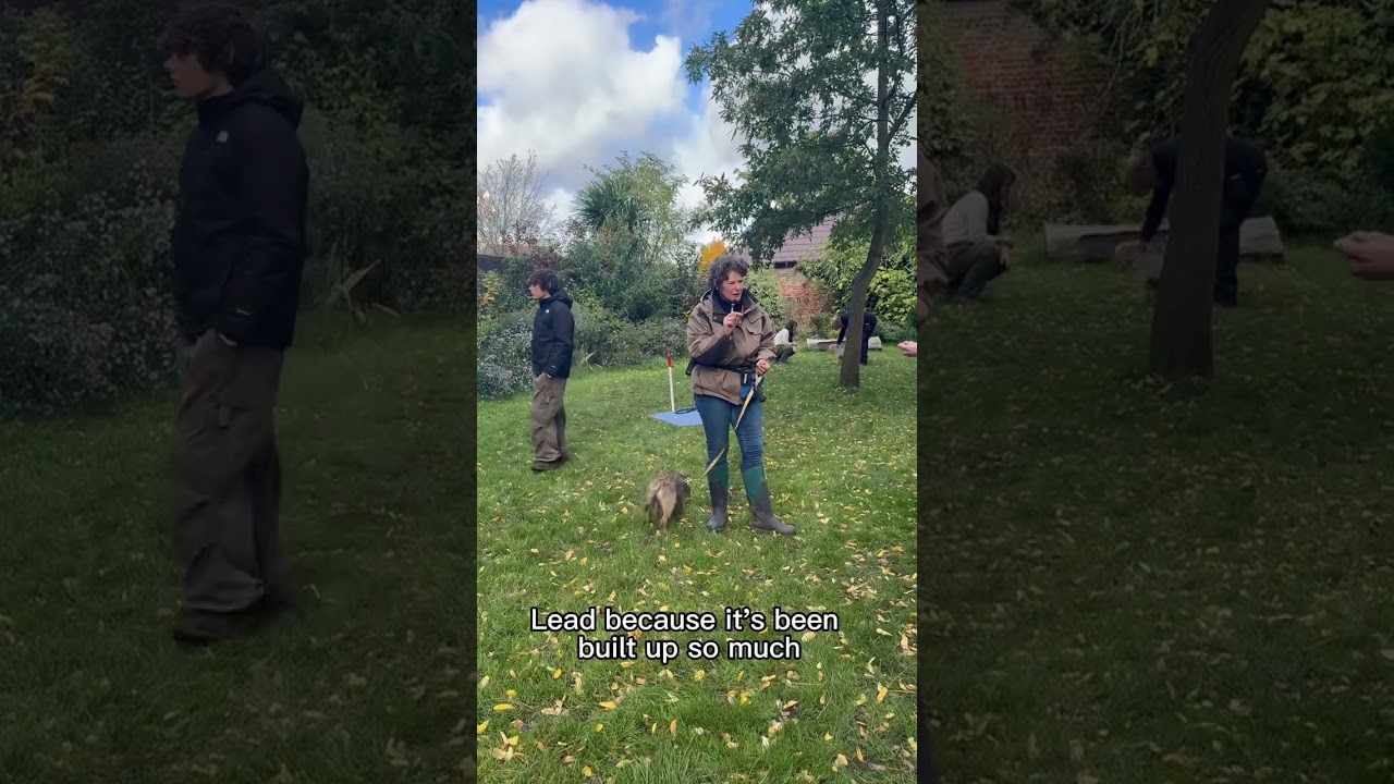 Bathroom lights and Dog training