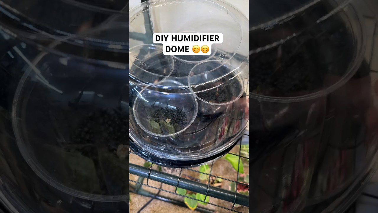 DIY HUMIDITY DOME !! #hoarder #diy #planthack #alocasia #tipsandtricks #humidity #houseplants