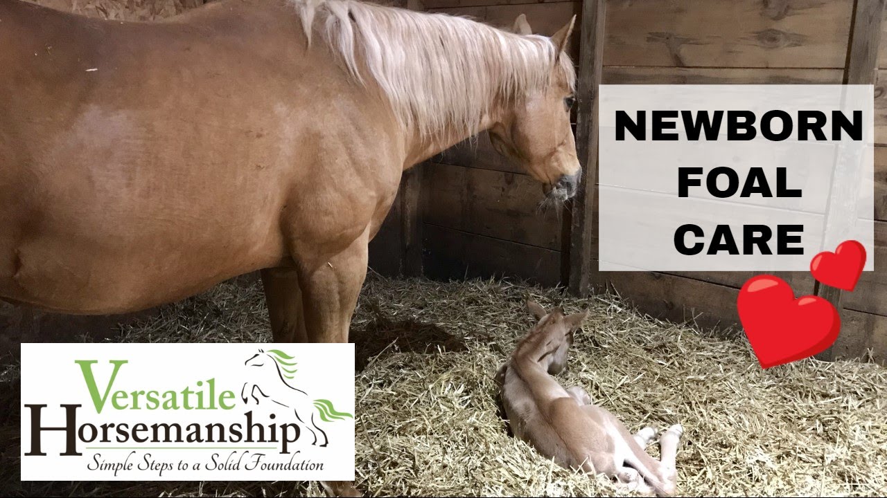 Newborn Foal Care + Complication With Our Mare // Versatile Horsemanship