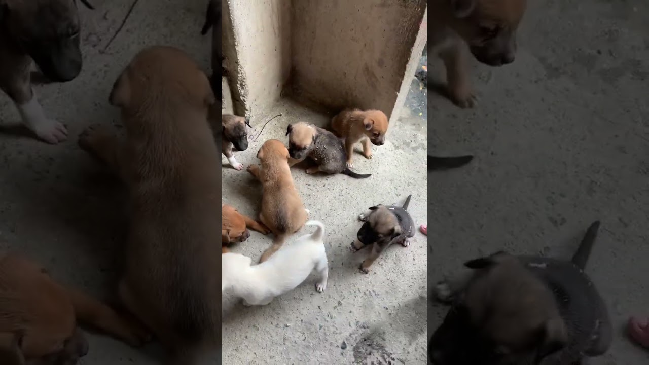 ASPIN PUPPIES 🐾🐶