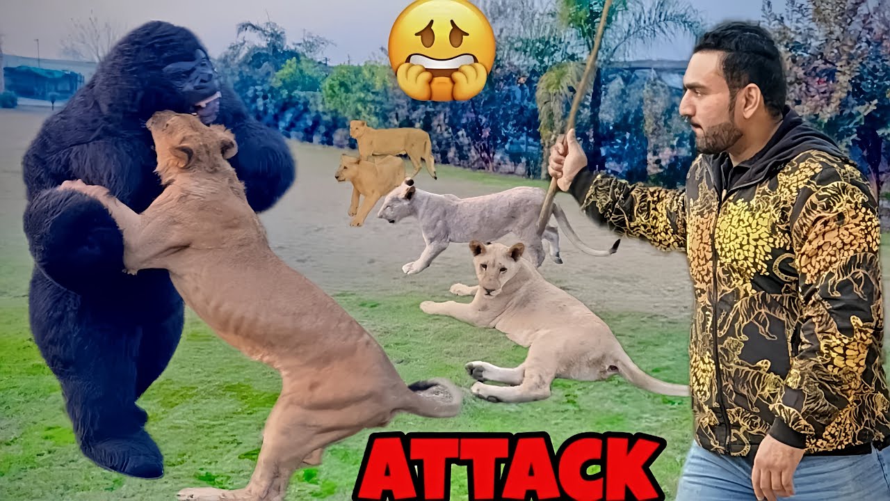 Gangster Gang Nay Gorilla Pay Hamla Kar Diya 😱🦁😱