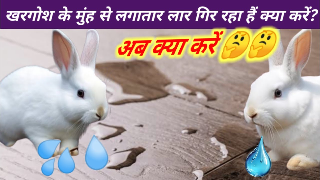 Rabbit Watar Discharg Problem Solved Hindi / Khargosh Ke Muh Se Pani Kyon Nikalta Hai? RK Pet Rabbit