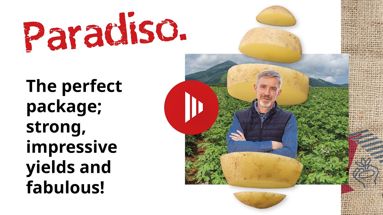 AGRICO VARIETIES - Paradiso: The Perfect Package; Strong, Yielding and Fabulous!