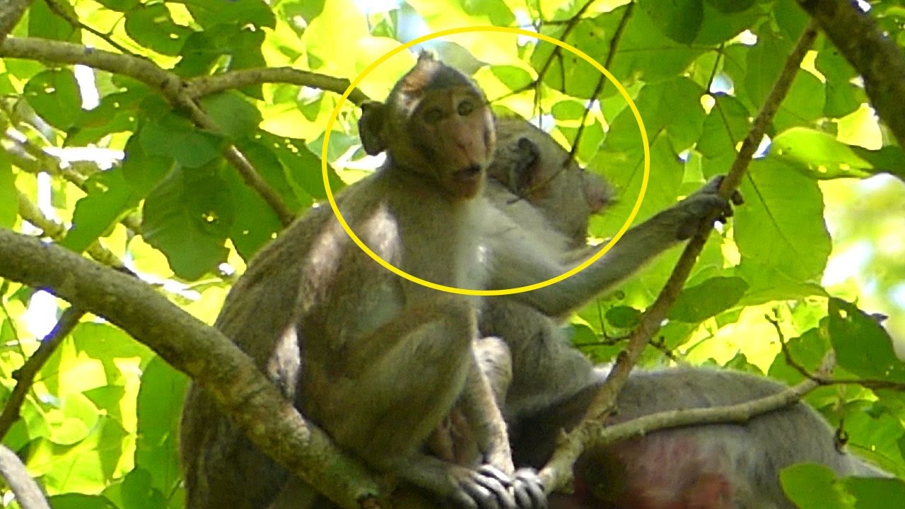 MG! JODY Monkey Missed Milk For Long Time Coz JANE Feed Only JAZZY& So Brave Today But JAZY Breaking