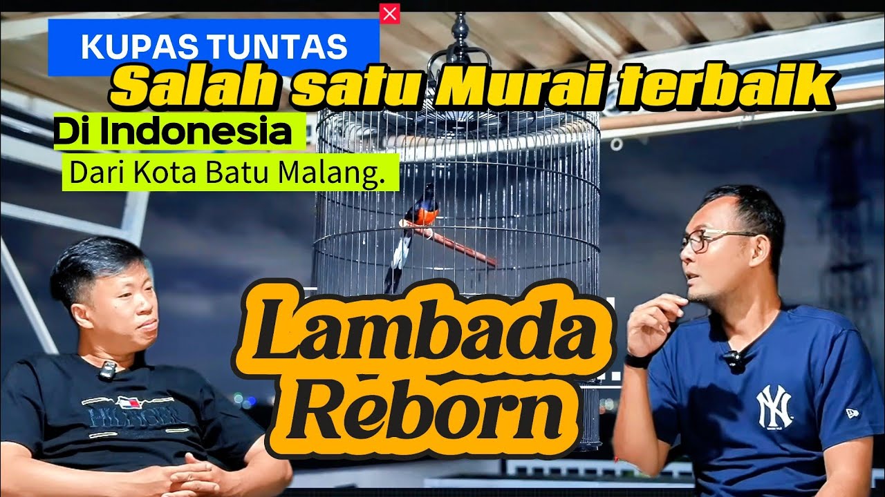 MURAI LAMBADA REBORN(Perjalanan menuju salah satu Murai Batu Terbaik di INDONESIA).