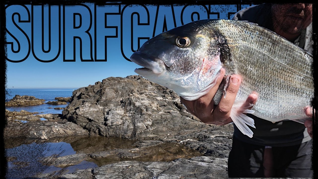 JORNADON SURFCASTING con DOBLETE DE DORADAS XXL todo al CANGREJO