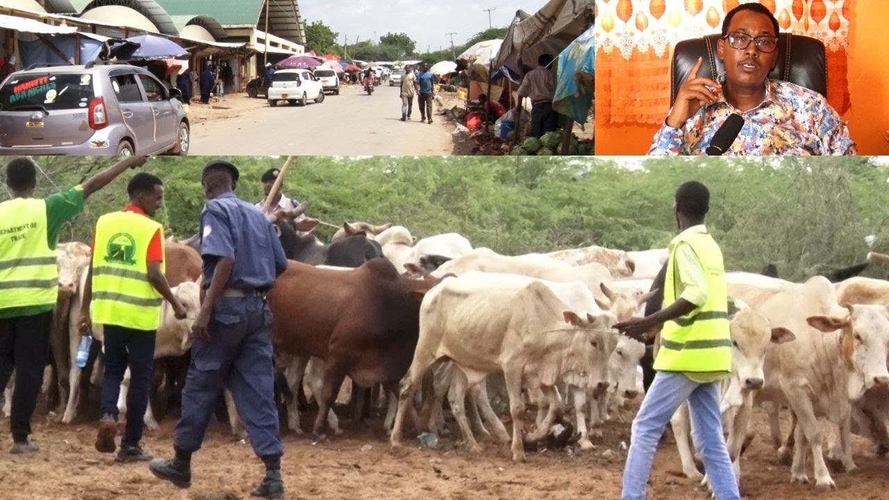 Lo’di Hoyoyinka Garissa Ku Dhibay Oo La Xareyay Iyo Mamulka Municality Mr Nune Oo Amar Culus Saaray.