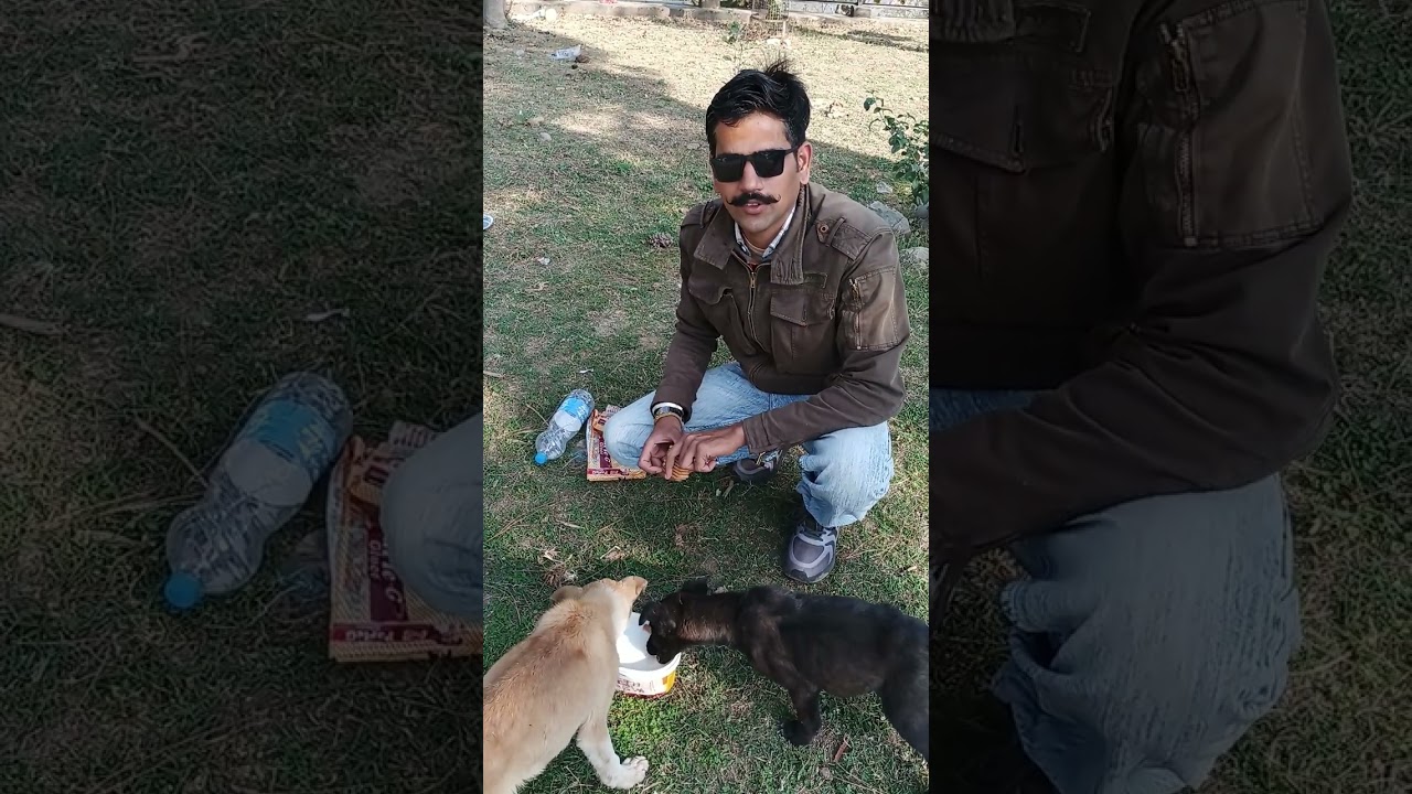 Dog feeding in Sada shiv temple | Niswarth Seva