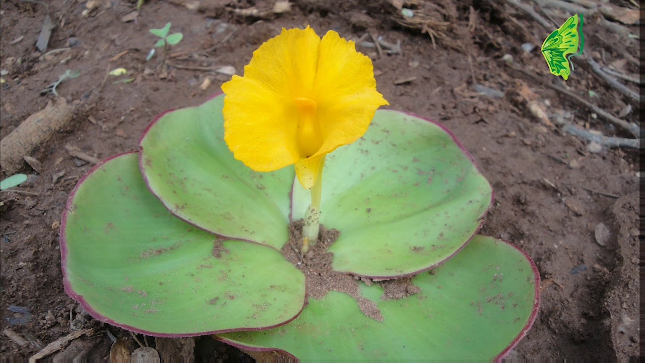 Costus spectabilis