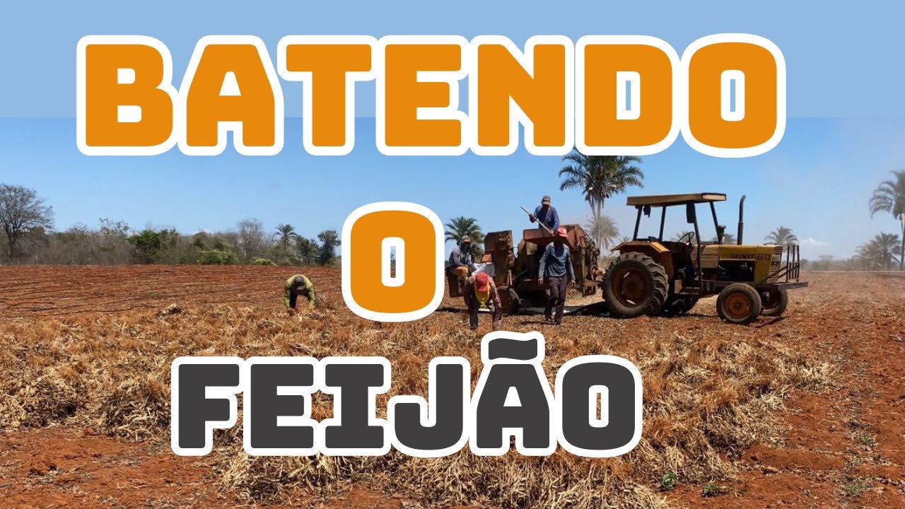 Batendo feijão no trator e ensacando direto na roça !!!!   Finalizando colheita de feião !!!!