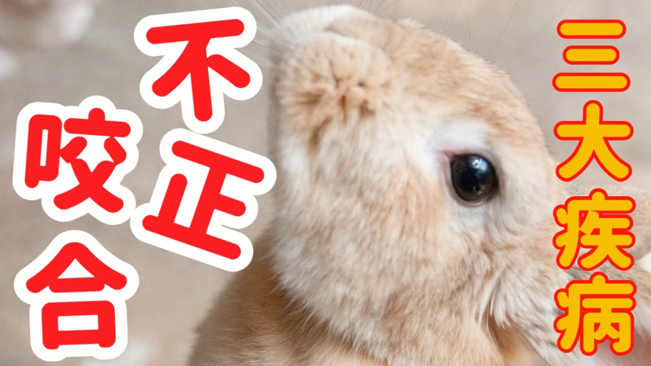 うさぎ飼い主必見【うさぎの三大疾病 歯並びの異常】うさぎの病気 Vol.8