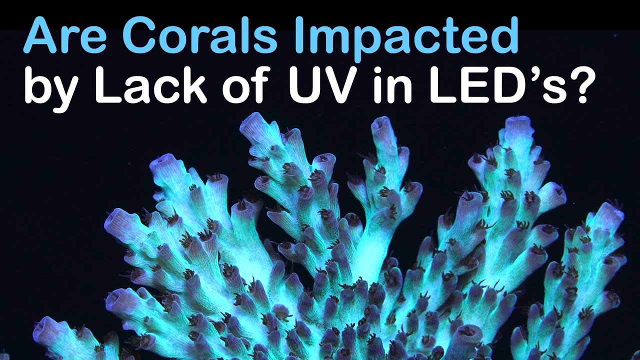 Does Lack of UV in LED's Impact Coral Health? Rappin' With ReefBum Sound Bite