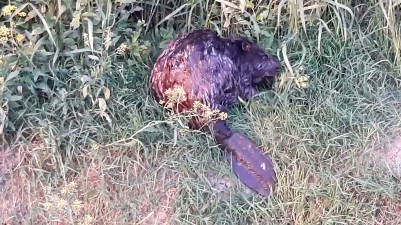 B&oacute;br wiślany. Vistula riverside beaver. Polish beaver. @johnbard5293 @S.Bardski