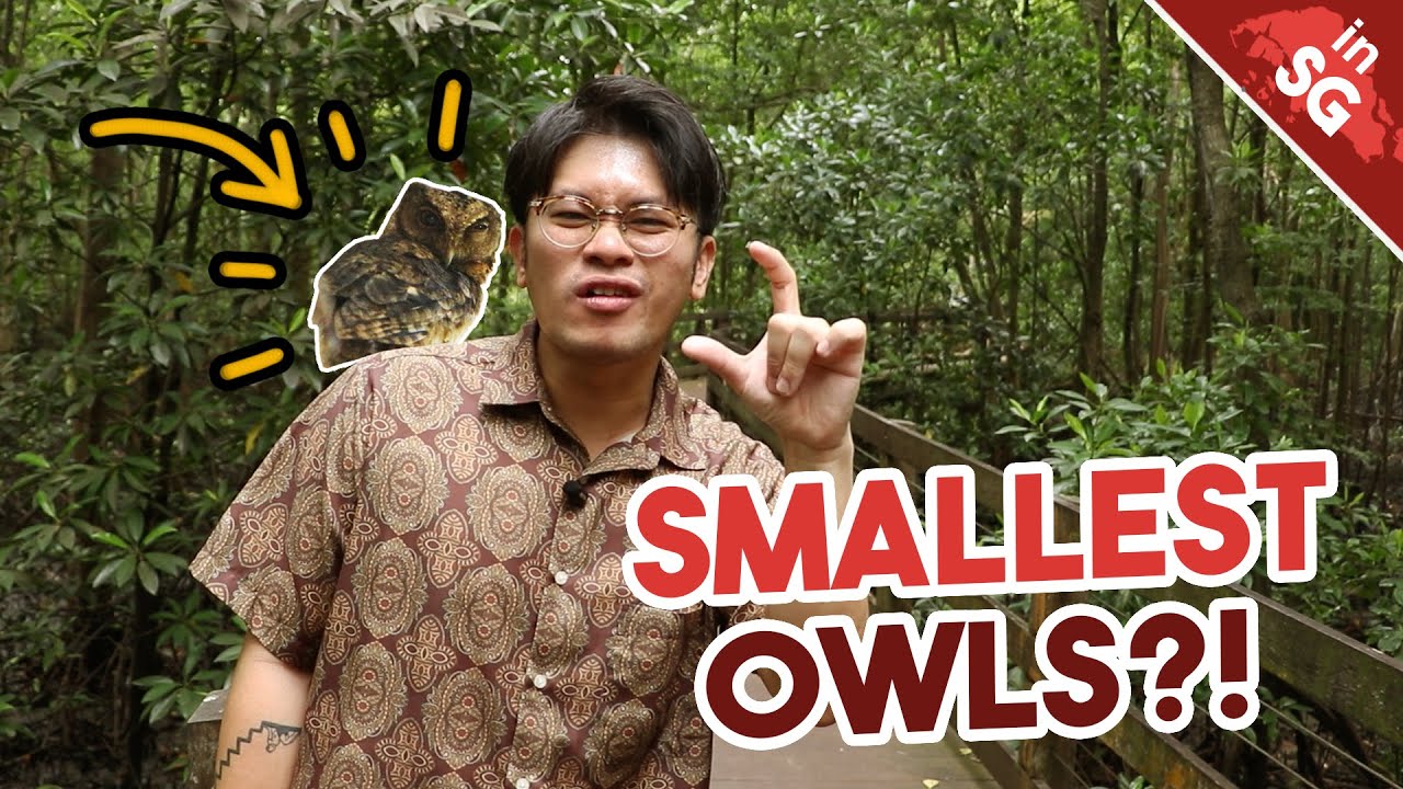 How small is Singapore's SMALLEST Owl? | Sunda Scops Owl