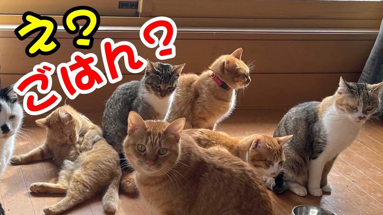 【猫と少女】猫たちにご飯を配る赤ちゃんを行儀良く(？)待つ猫たちがかわいすぎる｜職業かわいい〜GONZOちゃんねる 〜