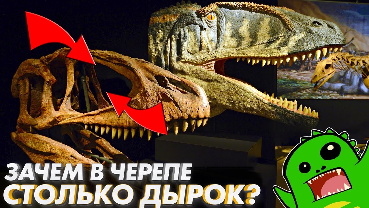 🦖Почему ЧЕРЕП ДИНОЗАВРА похож на решето???