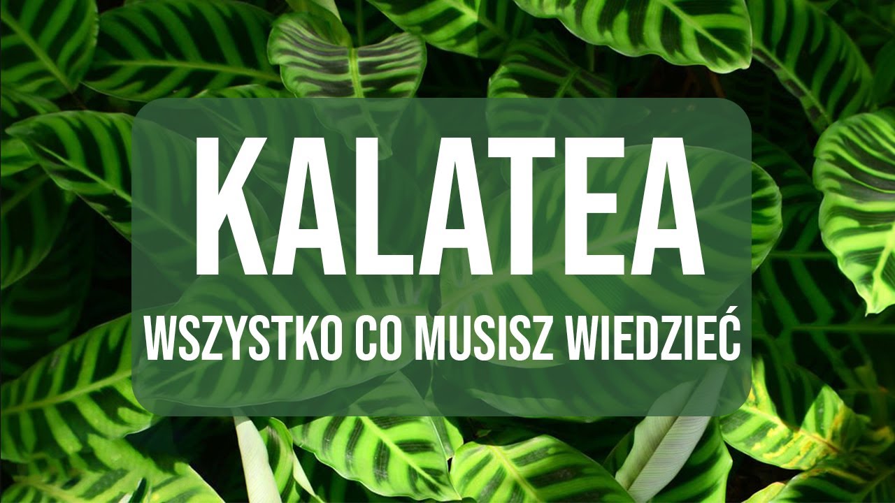 🤩🪴👉Kalatea (Calathea). Wszystko, co musisz wiedzieć o kalatei🌱💡