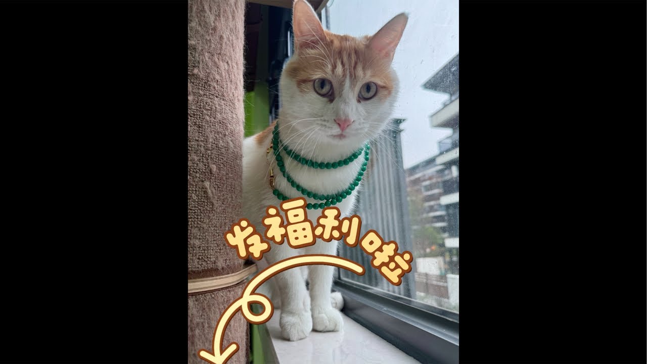 【直播】卖翡翠的小男猫营业啦｜李喜猫