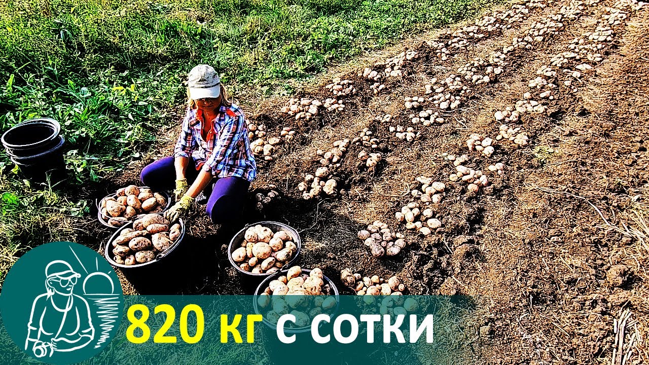 🥔 Посадка картофеля с травой без окучивания 🚀 Выращивание по технологии Гордеевых