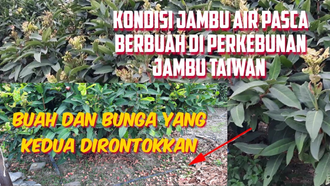 Kondisi Jambu Air Pasca Berbuah Di perkebunan Jambu Taiwan. Bunga dan buahnya dirontokkan.