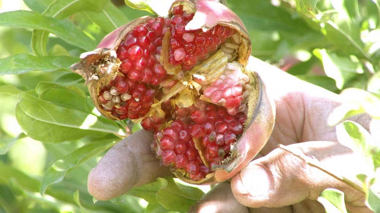 شركة القوافل الصناعية الزراعية